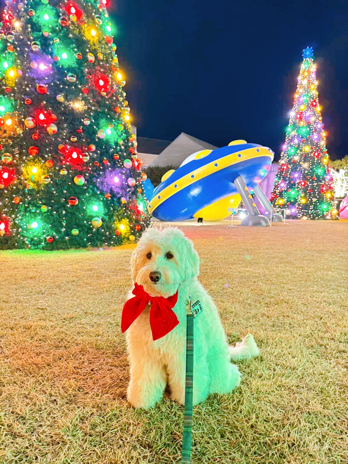 [냥집사 박기자가 간다] 댕냥이와 크리스마스 데이트… 이천 ‘시몬스 테라스’ 어때요