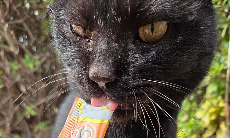 반려묘 집사라면 여기는 꼭