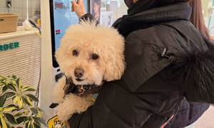 질문 쏟아진 펫 동반 음식점 설명회