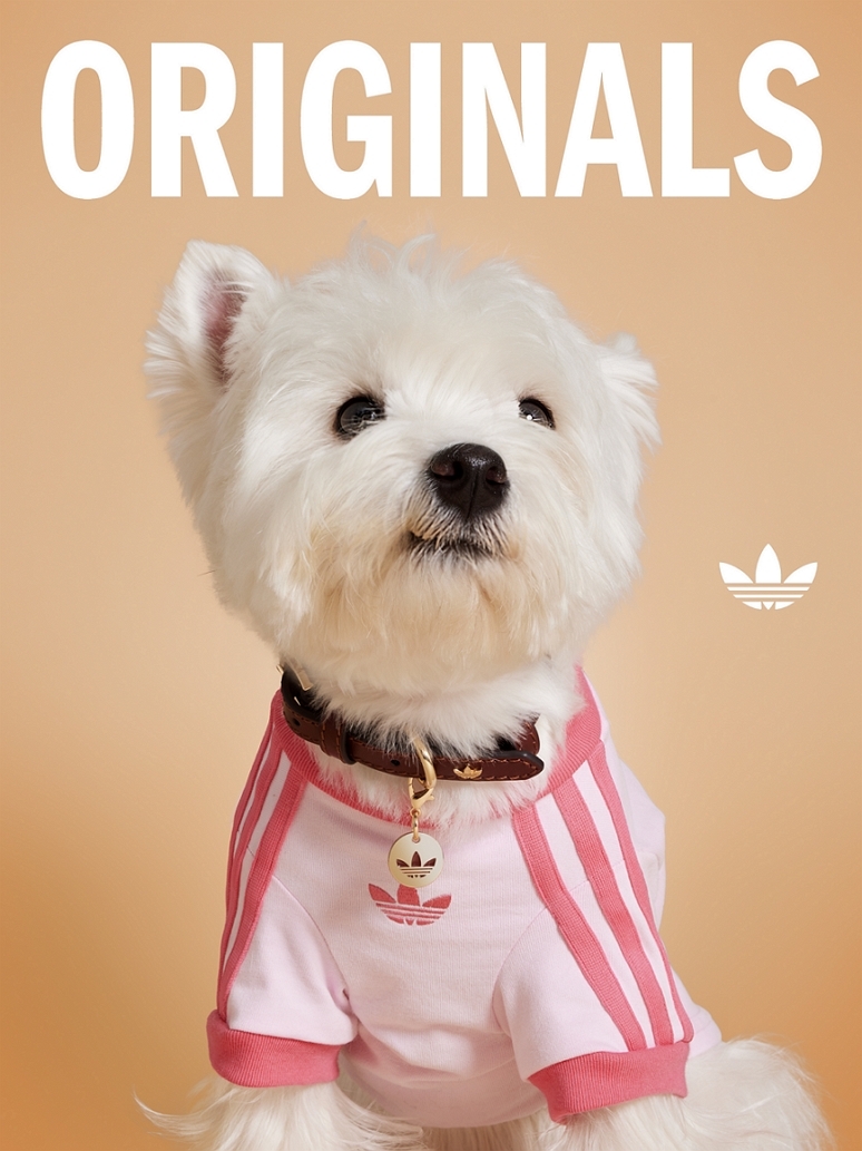 아디다스 오리지널스의 스테디셀러 아디컬러 3S 캘리 티셔츠를 반려동물용으로 재해석한 펫 캘리 티셔츠를 반려견이 착용하고 있다. 아디다스 오리지널스 제공