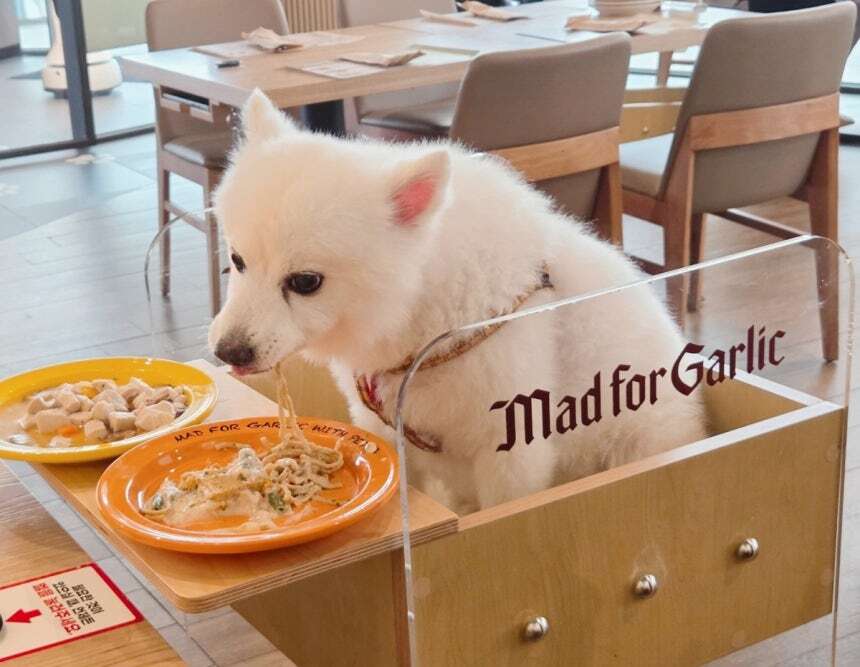 댕댕이와 ‘핫플’ 스타필드 운정에서 외식을… 매드포갈릭 ‘위드펫’ 오픈