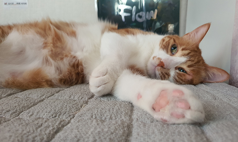 댕냥이 '발도장 챌린지' 진행
