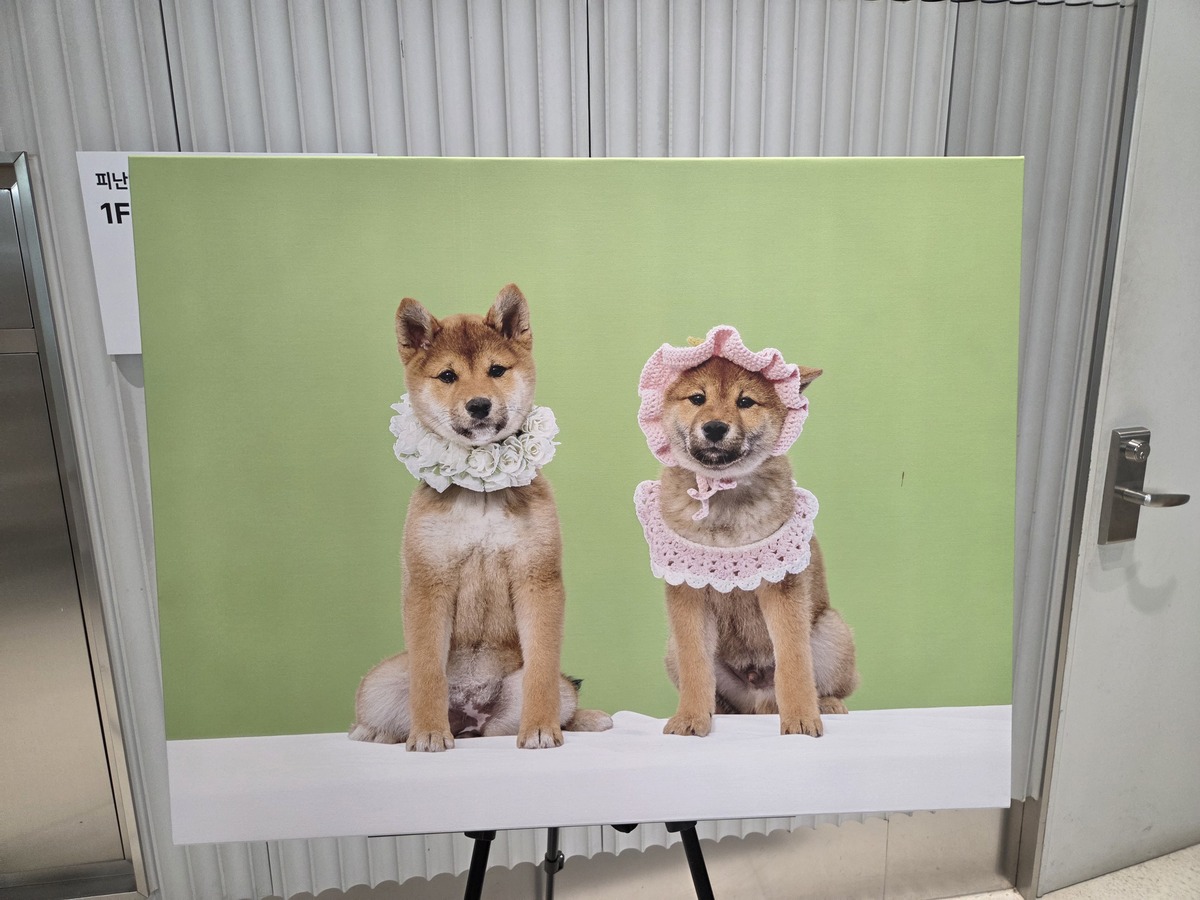 서울 iM금융센터 1층 로비에&nbsp;‘에디’&nbsp;‘루피’의 사진이 전시돼 있다. 박재림 기자