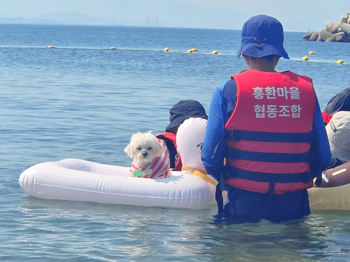 가족과 함께 흥환 해수욕장을 찾은반려견 ‘비누’가 튜브를 타고 물놀이를 즐기고 있다. 박재림 기자